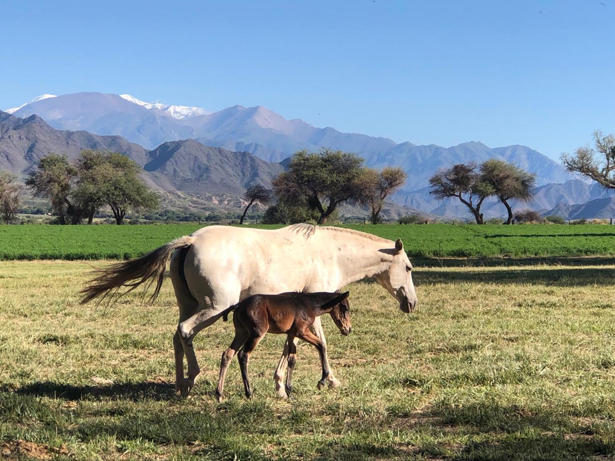 Estancia Banda Grande - Horse & Hiking Safaris Molinos Buitenkant foto