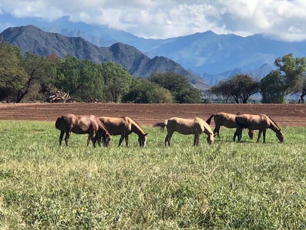 Estancia Banda Grande - Horse & Hiking Safaris Molinos Buitenkant foto
